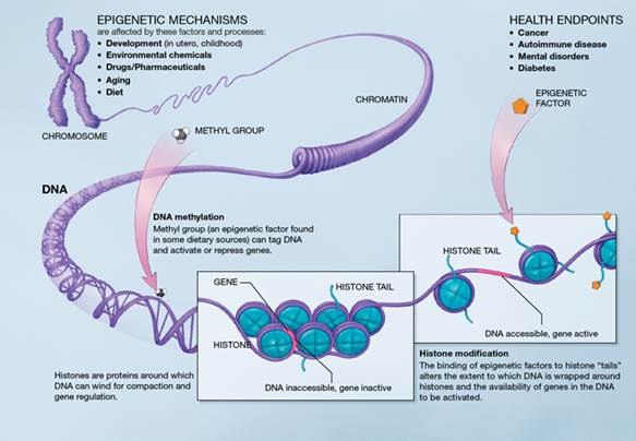 Beschreibung: A Scientific Illustration of How Epigenetic Mechanisms Can Affect Health